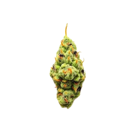 bud